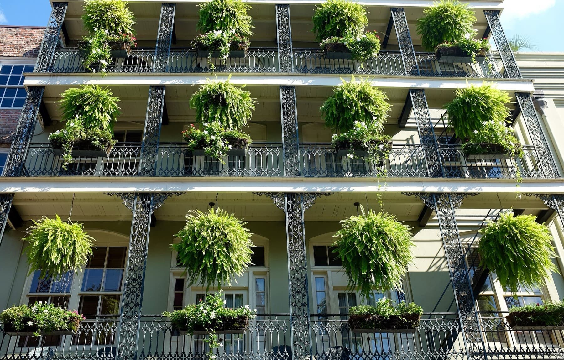 Iron-lace balconies hung with ferns in the French Quarter